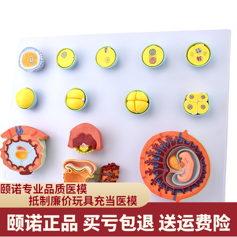 做供卵试管婴儿时，供卵试管婴儿长方案贵吗？
