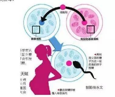 高龄女性做供卵试管婴儿移植几个胚胎成功率比较高
