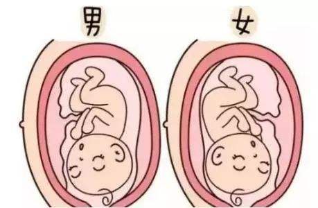 体外移植第3天的新鲜胚胎有多少个细胞被认为是最好的？