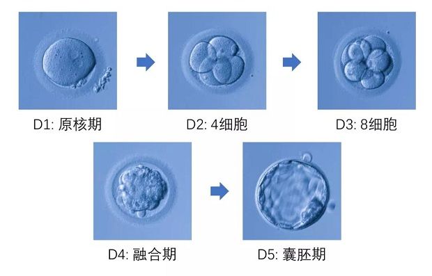 冻卵和供卵试管婴儿的区别