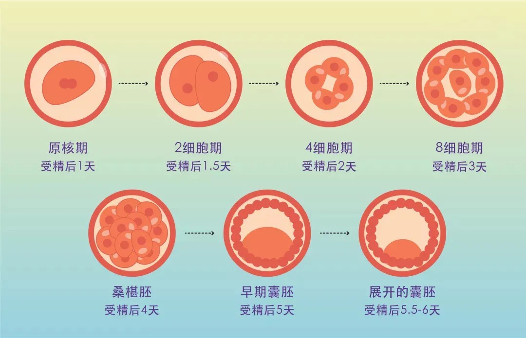 哪里可以借卵试管