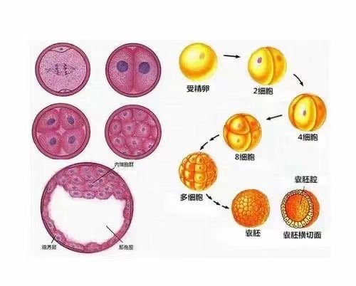 江西南昌供卵妹怎么样
