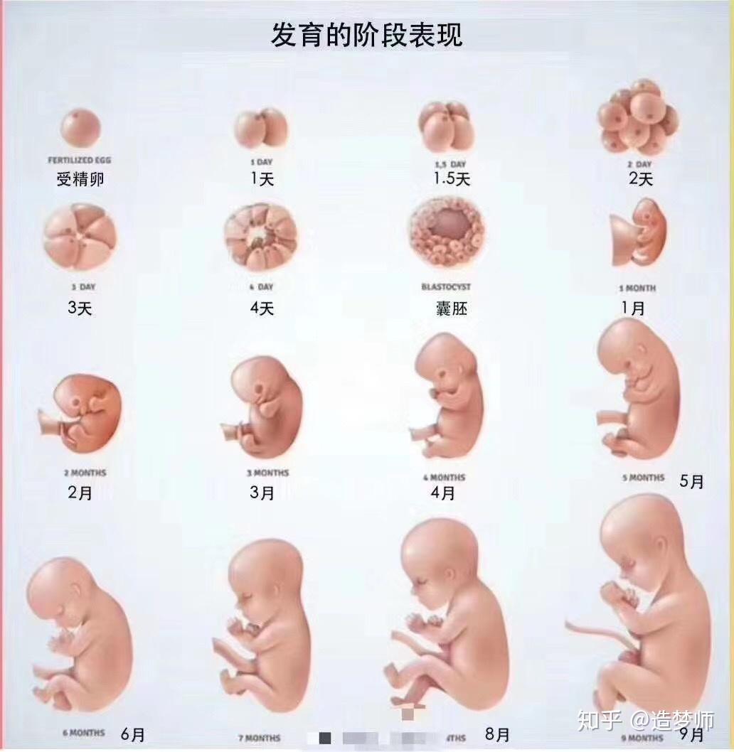 试管供卵代怀男智商普遍不高？真的是这样吗？