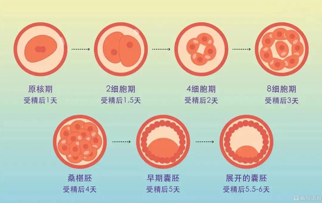 第三代找个试管代怀妇女可以选择性别吗