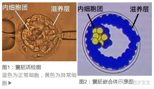 卵泡成熟白带的变化+卵泡变白怎么形成的