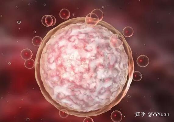 试管代怀补偿费用取卵后保养卵巢的食疗方法!