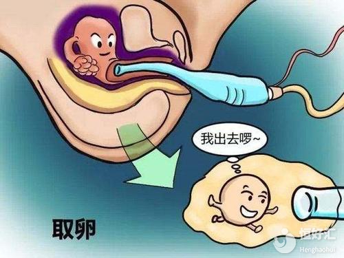 试管代怀补偿费用取卵后保养卵巢的食疗方法!