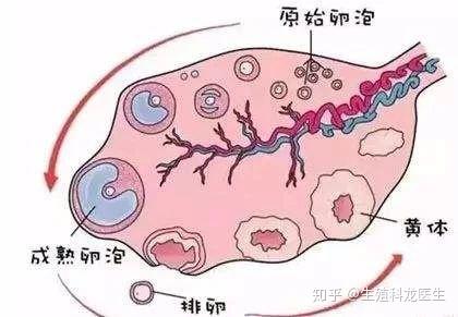 遗传病的克星—南昌第三代找个愿意试管代怀的技术!