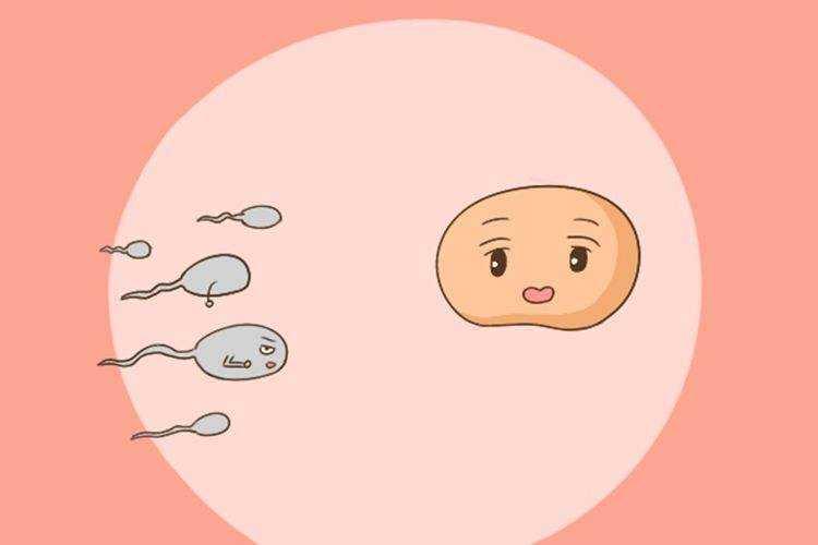 2024南昌市人民合法代生婴儿指引,费用及成功率参考